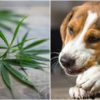 9 Great Reasons You Should Give CBD to Your Pet