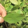 Want to Stop Smoking? This Herb Will Instantly Shrink Your Need for Nicotine