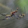 Shocking: If Spiders Worked Together, They Could Eat Humans in a Year