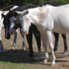 Willie Nelson Rescues 70 Horses from Slaughterhouse & now They Roam Free on His Ranch