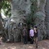 The Tree of Life: a 2000-Year-Old Baobab Tree Found in South Africa