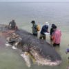 Shocking: Body of Dead Sperm Whale Full of Plastic Cups, Bottles, Bags & Flip Flops