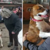 Rescue Dog Can’t Contain Joy when She Gets Adopted after 500 Days in a Shelter