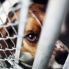 Animal Cruelty Is now a Federal Crime: President Trump Signs the New Law