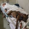 Our Best Friends: Service Dog Doesn’t Want to Leave Owner’s Side after Saving Her Life