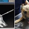 Heroic Dog Gets Stabbed in the Head & almost Dies to Save His Owner