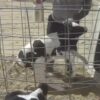 Undercover Footage Shows Animal Abuse in Coca-Cola Partner Farm