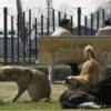 The Netherlands Becomes the First Country without Stray Dogs