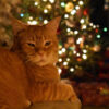 Don’t Lounge too much during Christmas: It Could Worsen Your Health & Reduce Lung & Heart Efficiency