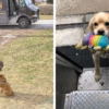 Cutest Thing ever- UPS Drivers Have a FB Group about Dogs They Meet on Routes