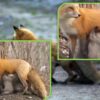 Wonderful Nature: Lactating Fox Caught on Camera Feeding Baby Koalas with its Milk during Australian Fires