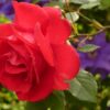 The Amazing Healing Abilities of Rose Petals