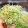 10 Protein-High Veggies You need to Start Eating Today