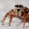 Spray this Simple 2-Ingredient Mixture & You Will never See Spiders or Insects in Your Home