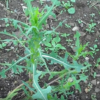 The Best Natural Painkiller Plant Is in Your Backyard - Wild Lettuce