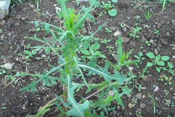The Best Natural Painkiller Plant Is in Your Backyard - Wild Lettuce