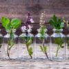 10 Herbs You can Grow Indoors in Water all Year Long