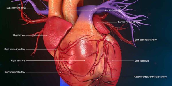 6 Major Warning Signs Your Body Gives before a Heart Attack