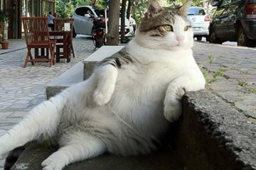 Scientific Study Confirms that Sitting more than 6 Hours a Day can Reduce Your Life Span
