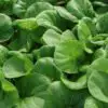 Dark Leafy Greens & the Importance of Nitric Oxide Production