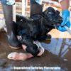 Photo of Newborn Calf Drinking Milk from a Hose will Make You Rethink Dairy
