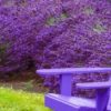 4 Plants that Will Protect You from Mosquitoes for Good