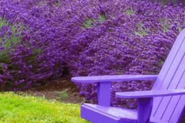 4 Plants that Will Protect You from Mosquitoes for Good