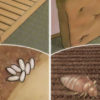 Your Bed Is Filled with Lung-Harming Bugs: Here Is How to Kill them Quickly & Naturally