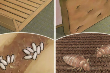 Your Bed Is Filled with Lung-Harming Bugs: Here Is How to Kill them Quickly & Naturally