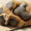This Is what Happens when the Pavement Is too Hot for Your Dog