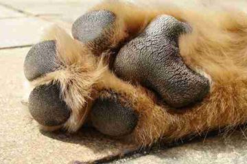 This Is what Happens when the Pavement Is too Hot for Your Dog