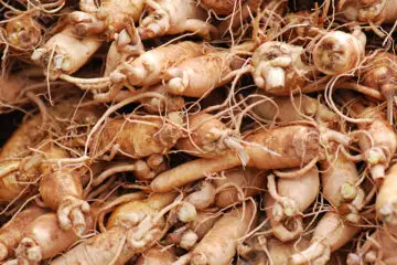 Ginseng: The Legendary Health Benefits of the Immortality & Strength Herb