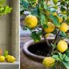 How to Grow Your Own Lemon Tree From Seed