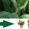 These 8 Common Plants can Help You Treat Minor Pain (no Need for Meds!)