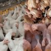Be Careful: Chicken Sent Back to China before Reaching U.S. Tables