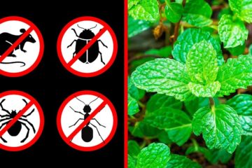 If You Have a Mint Plant in Your House, You Will never See Mice, Spiders or any other Insects!