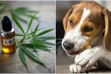9 Great Reasons You Should Give CBD to Your Pet