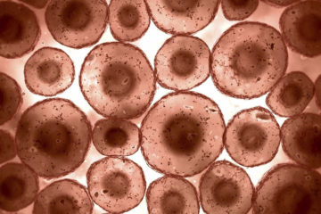 Fasting for 72 Hours: Study Suggest It Can Regenerate the Immunity