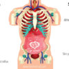 20 Symptoms of an Overly Acidic Body & 7 Useful Ways to Alkalize It