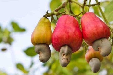 Kill Bacteria Causing Tooth Decay, Tuberculosis & Pneumonia with this One Nut