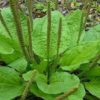Do not Destroy this Common Weed that probably Grows in Your Garden: It Has Amazing Health Advantages