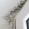 Spray this on the Walls in Your Home & Remove Mold Naturally & Permanently