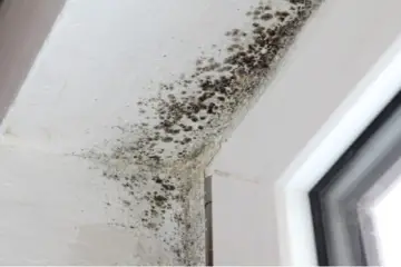 Spray this on the Walls in Your Home & Remove Mold Naturally & Permanently