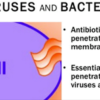Oregano Oil: More Superior than Antibiotics & Free of Side Effects
