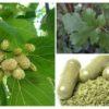 You Can Grow It Anywhere: Powerful Plant that Can Help with Tumors, Diabetes & Hypertension