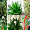 Oxygen “Bomb”: Have this Plant at Home & Remove All Toxins