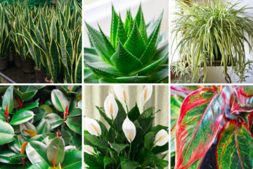Oxygen “Bomb”: Have this Plant at Home & Remove All Toxins
