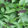 The Most Potent Antioxidant: It Will Detoxify the Arteries from all Bad Cholesterol