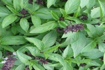 The Most Potent Antioxidant: It Will Detoxify the Arteries from all Bad Cholesterol