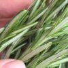 Scientists Discovered an Herb which Fights off Dementia & Boosts the Memory by 75 %